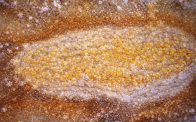 La sincronía entre la respuesta inmune mucosal temprana y sistémica median un mejor curso del Covid-19